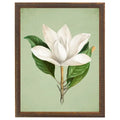 White magnolia grande on green background
