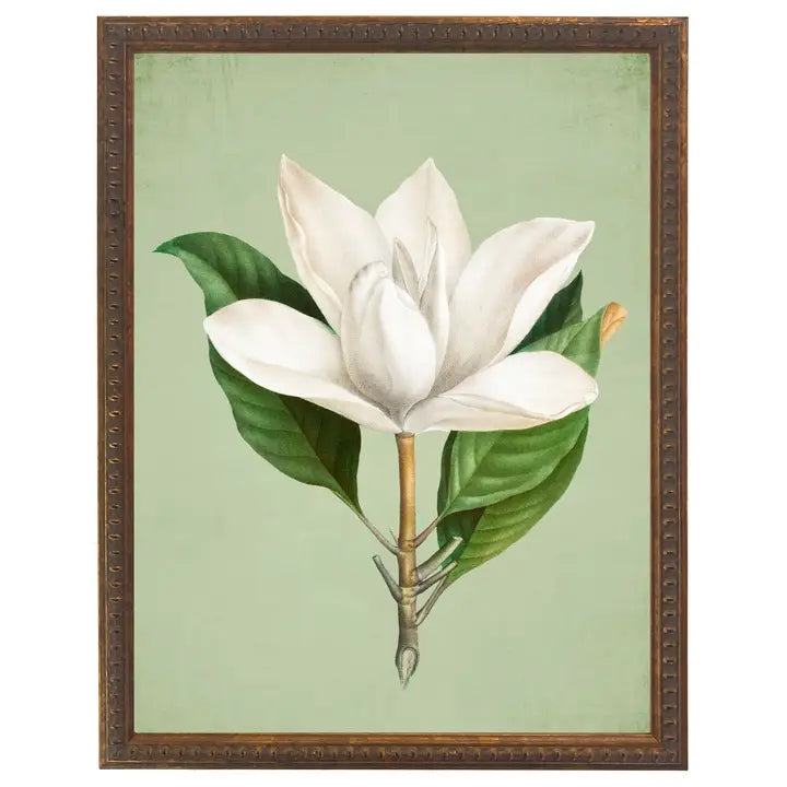 White magnolia grande on green background