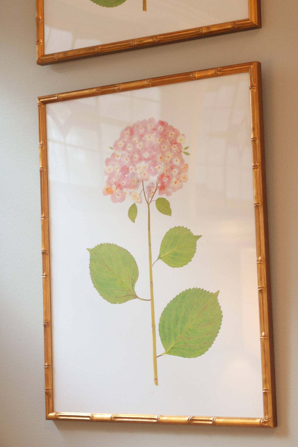 "Blush Hydrangea"