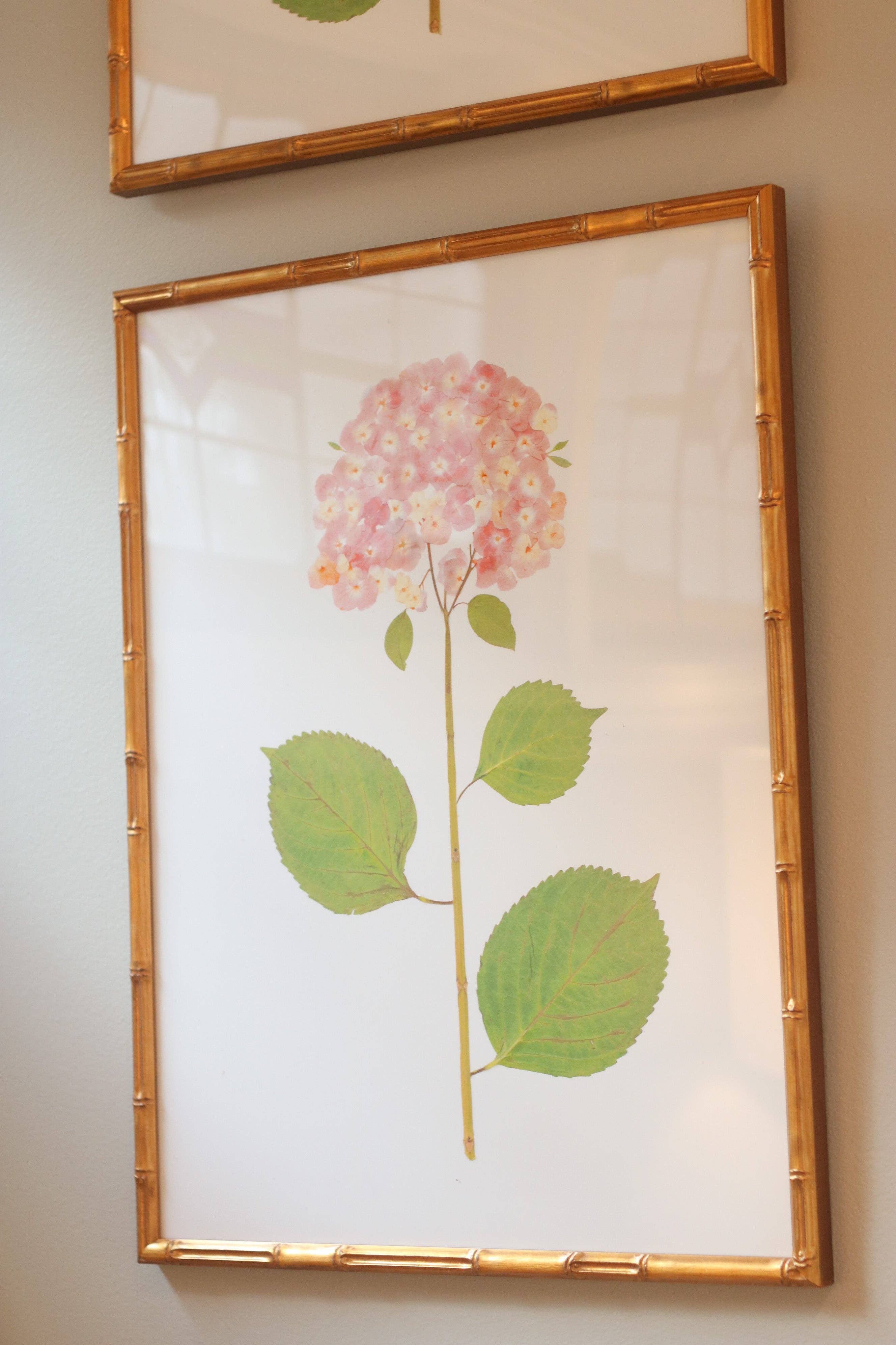 "Blush Hydrangea"