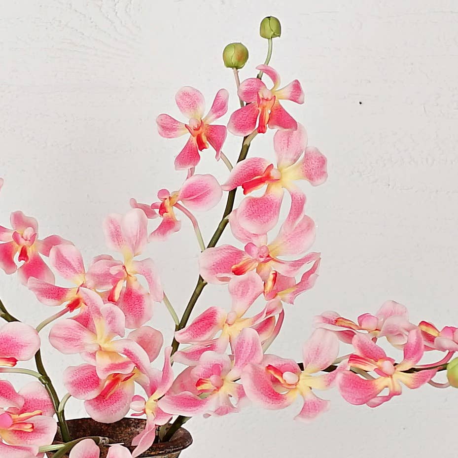 IT006PK- 24" Orchid Spray- Pink