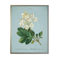 White Hydrangea On Spa Background