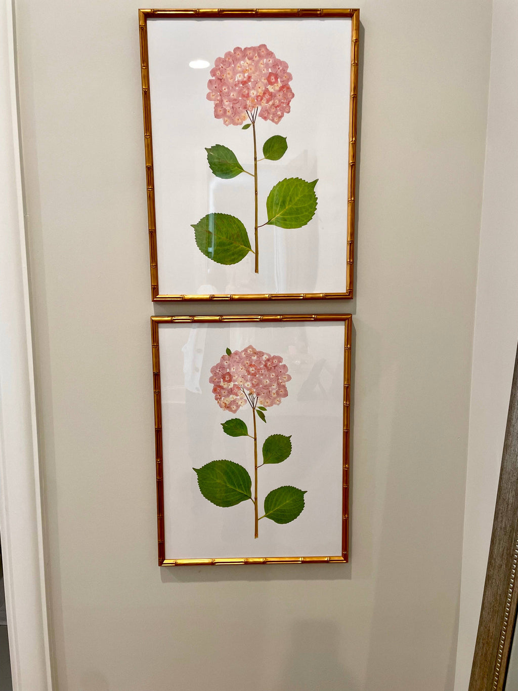 "Blush Hydrangea"