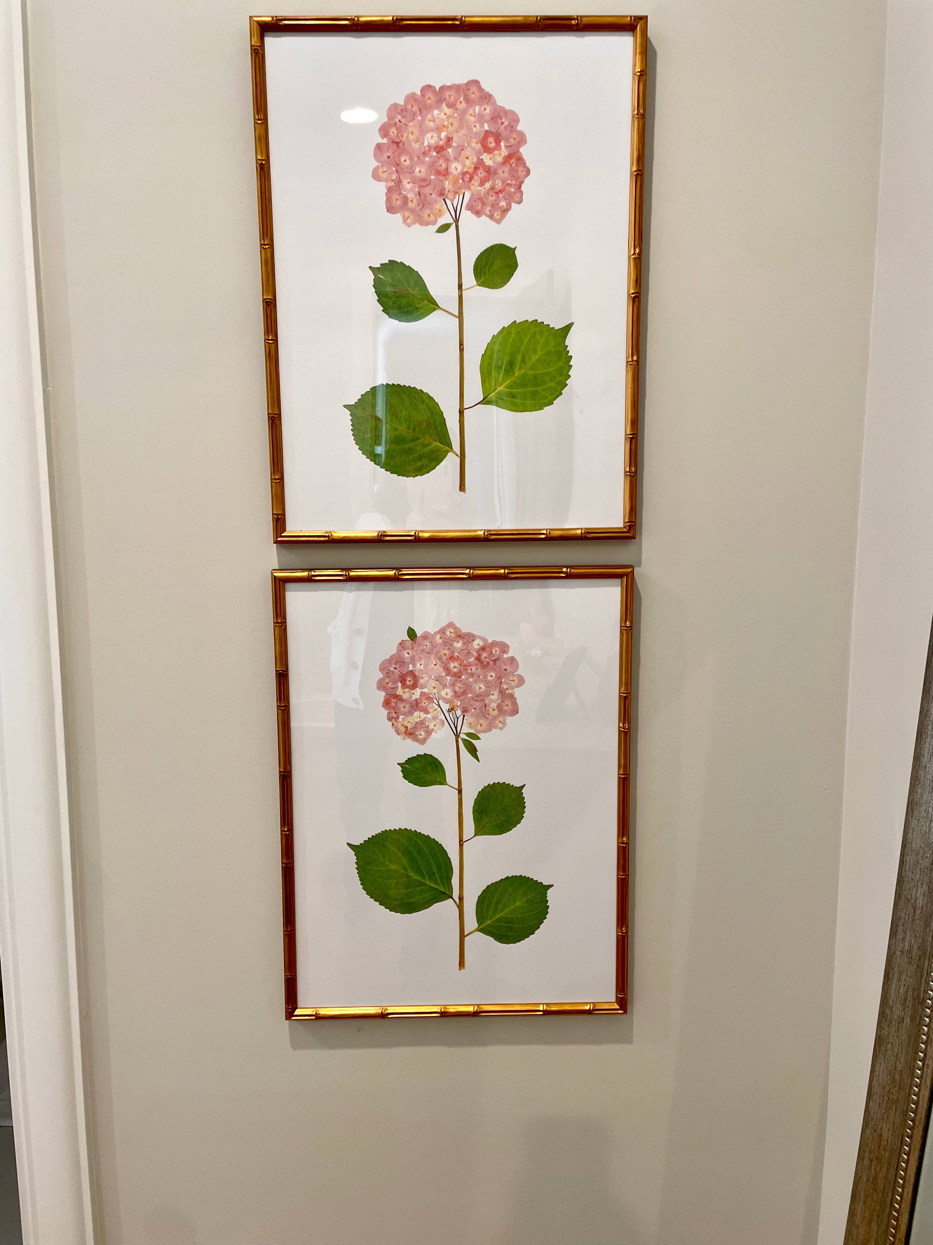 "Blush Hydrangea"