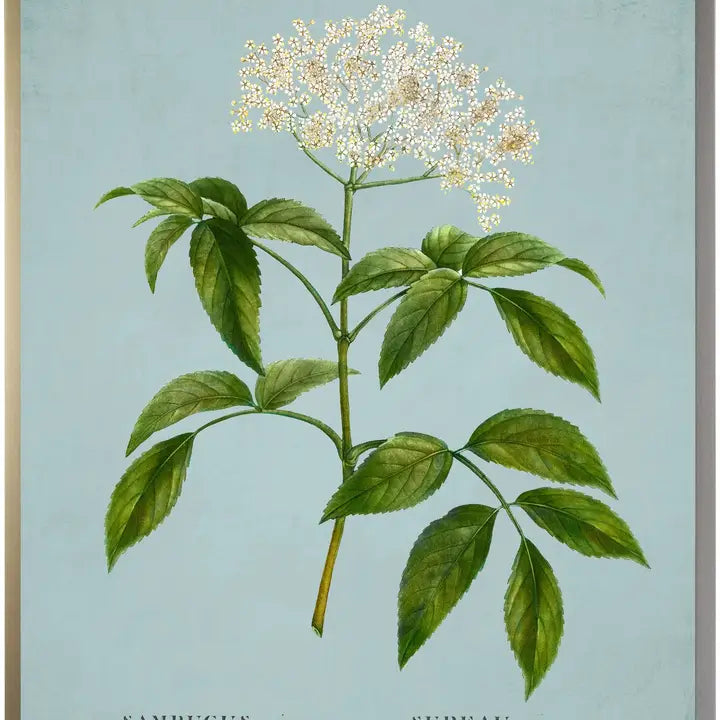 Surreau White Flower On Spa Background