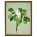 White magnolia glauca on green background