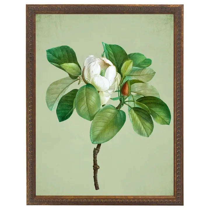 White magnolia glauca on green background