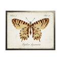 Vintage Bookplate With Butterfly