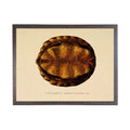 Turtle Shell Plate