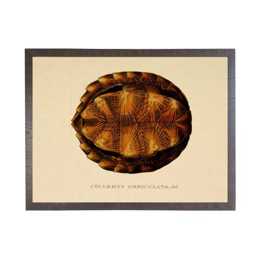 Turtle Shell Plate