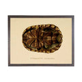 Turtle Shell Plate