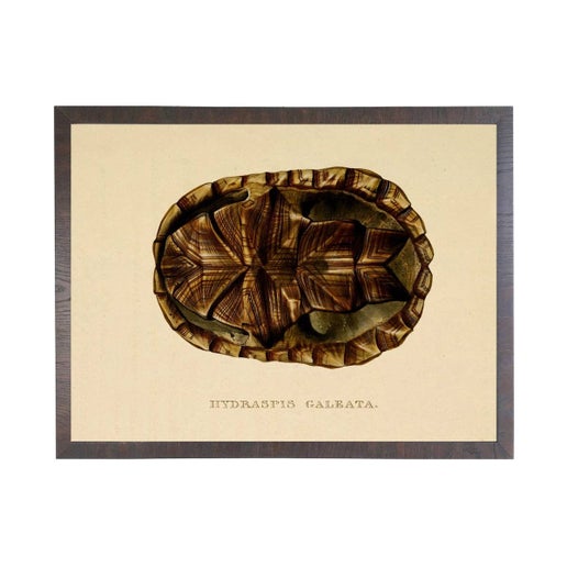 Turtle Shell Plate