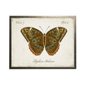 Vintage Bookplate With Dark Brown And Blue Butterfly