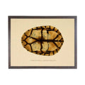 Turtle Shell Plate