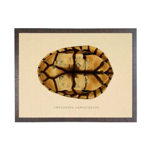 Turtle Shell Plate