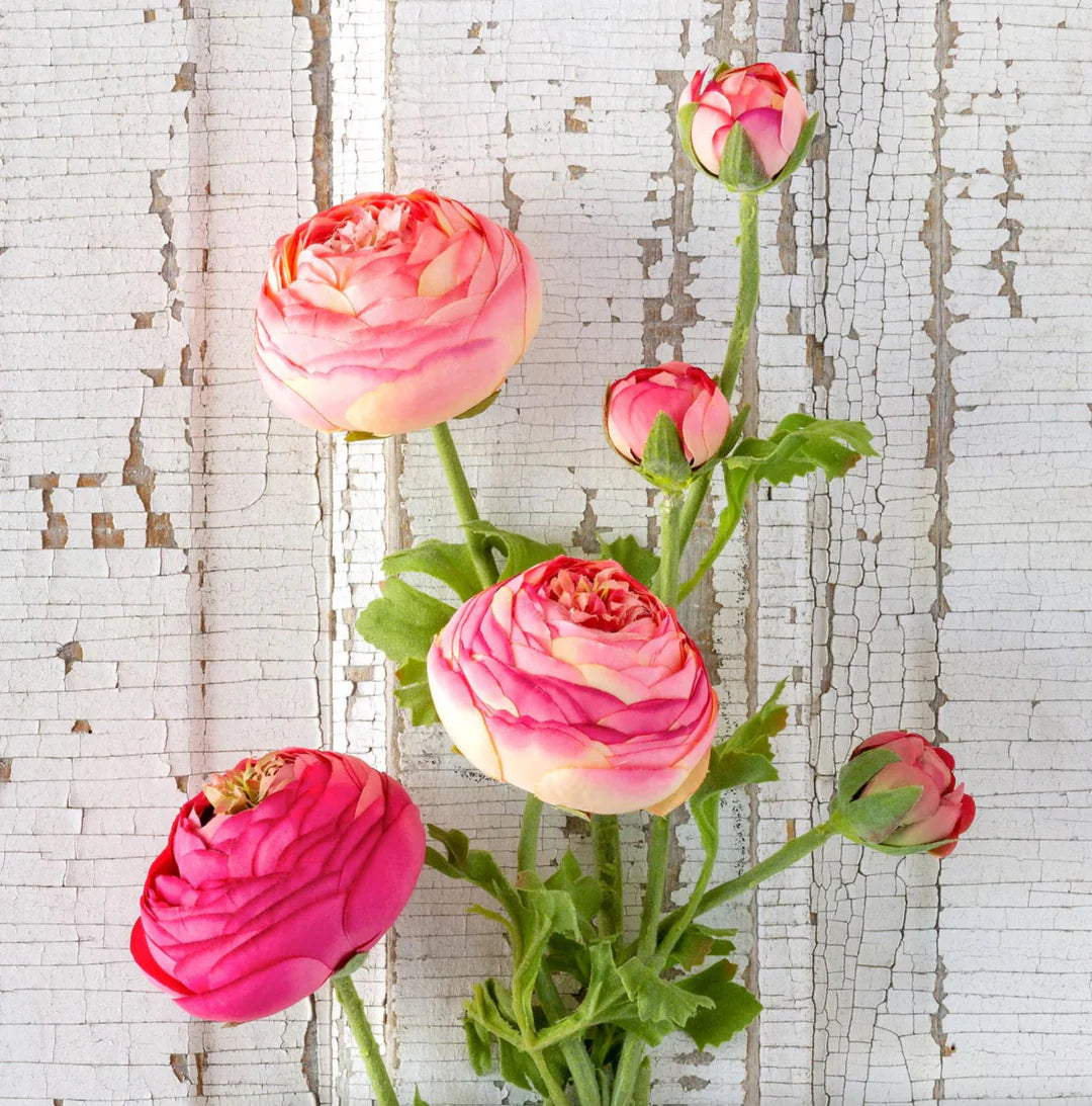 Summer Ranunculus Pink Cerise Mix
